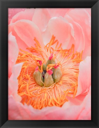 Framed Close-Up Of A Pink Peony Print