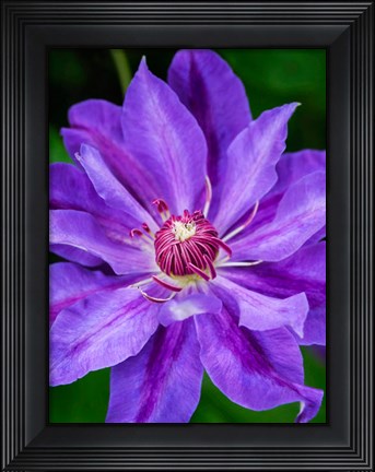 Framed Close-Up Of A Clematis Blossom 2 Print