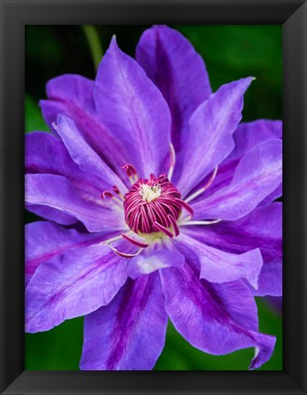 Framed Close-Up Of A Clematis Blossom 2 Print