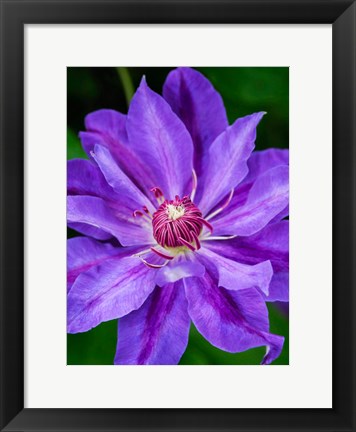 Framed Close-Up Of A Clematis Blossom 2 Print