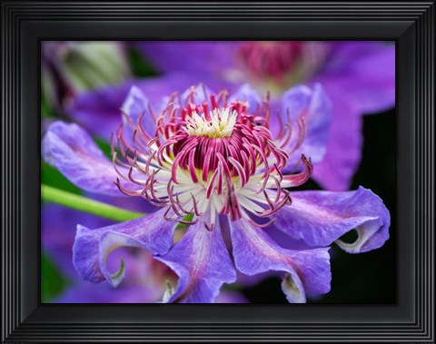 Framed Close-Up Of A Clematis Blossom Print