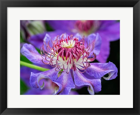 Framed Close-Up Of A Clematis Blossom Print