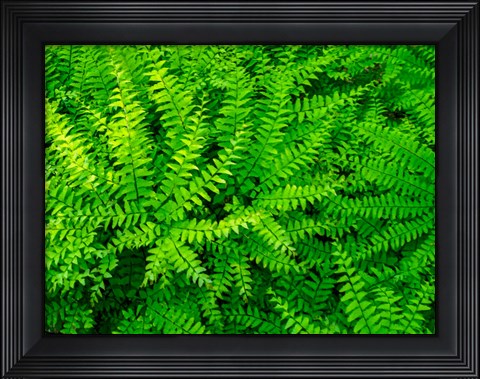 Framed Maidenhair Fern Print