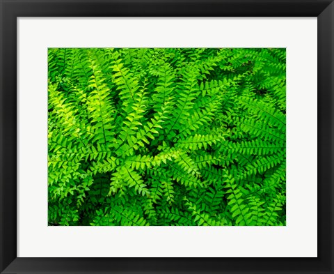 Framed Maidenhair Fern Print