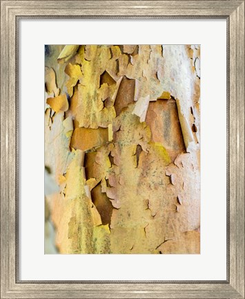 Framed Colorful Bark On A Tree In A Garden Print