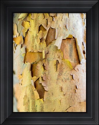 Framed Colorful Bark On A Tree In A Garden Print