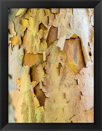 Framed Colorful Bark On A Tree In A Garden Print