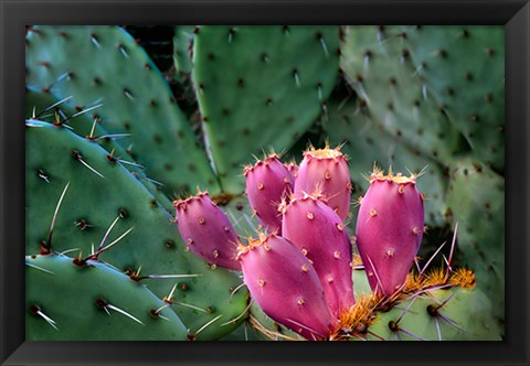 Framed Pink Cactus Print