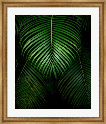 Framed Tropical IV Print