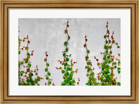 Framed Vine Print