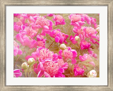 Framed Pinks Print