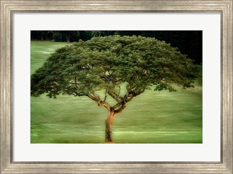 Framed Single Tree Print