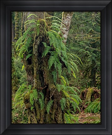 Framed Ferns - Key Peninsula Print