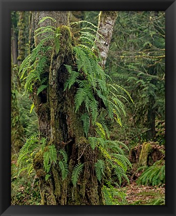 Framed Ferns - Key Peninsula Print