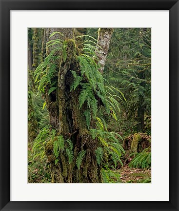 Framed Ferns - Key Peninsula Print