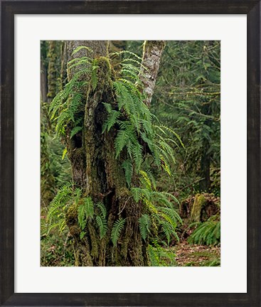 Framed Ferns - Key Peninsula Print