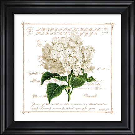Framed Floral IV Print