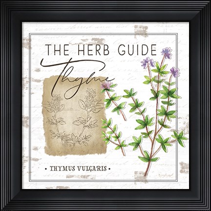 Framed Herb Guide - Thyme Print