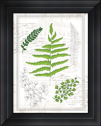 Framed Ferns I Print