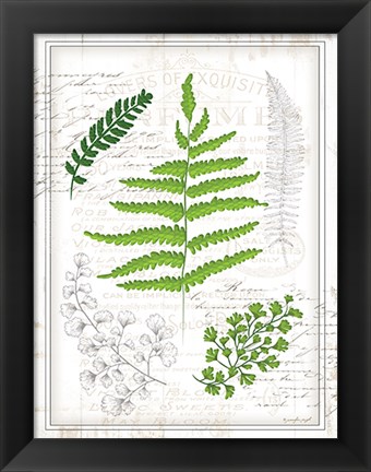 Framed Ferns I Print