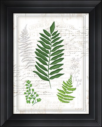 Framed Ferns II Print