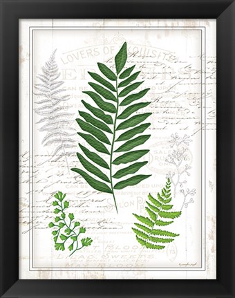 Framed Ferns II Print