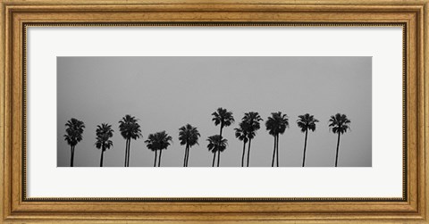 Framed Palms Print