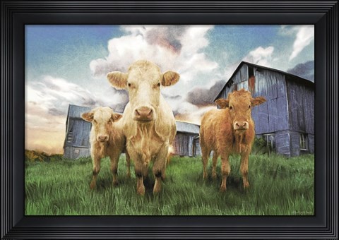 Framed Three Curious Calves Print