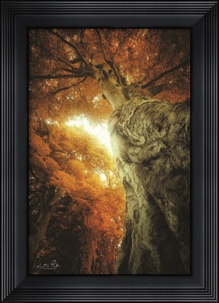 Framed Look Up Autumn Print