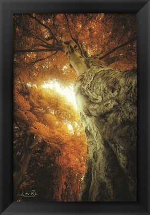 Framed Look Up Autumn Print