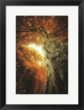 Framed Look Up Autumn Print