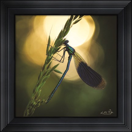 Framed Damselfly in Backlight Print