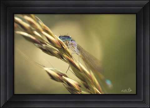 Framed Damselfly Print
