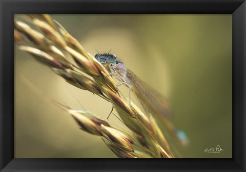 Framed Damselfly Print