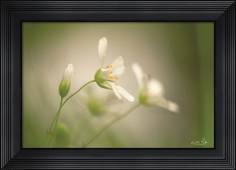 Framed Stellaria Print