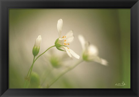 Framed Stellaria Print