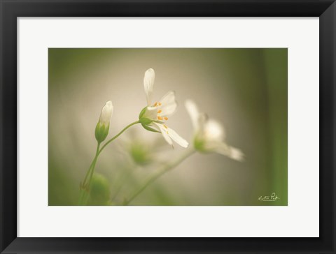 Framed Stellaria Print