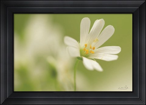 Framed Stellaria Holostea Print