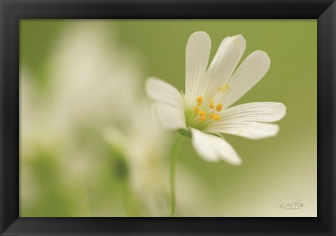 Framed Stellaria Holostea Print