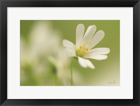 Framed Stellaria Holostea Print