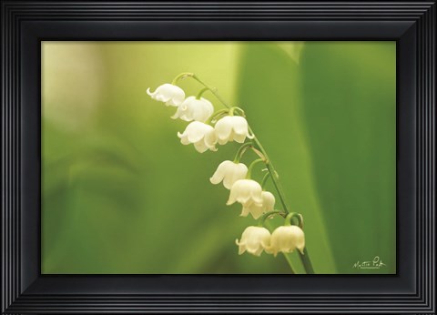 Framed Lily of the Valley Print