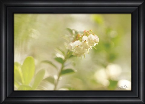 Framed Lingonberry Print