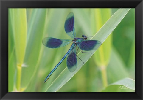 Framed Damselfly in Blue Print