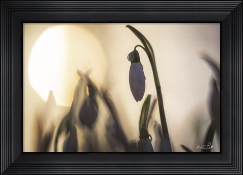 Framed Backlit Snowdrop Print