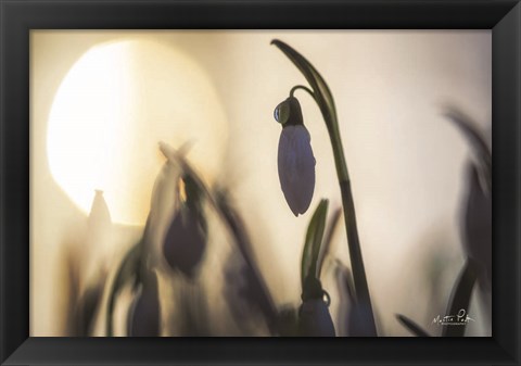 Framed Backlit Snowdrop Print