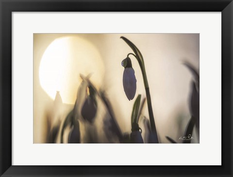 Framed Backlit Snowdrop Print