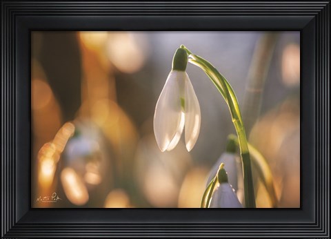 Framed Shining Beauty Print