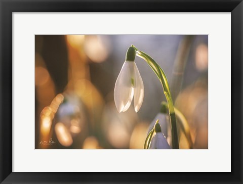 Framed Shining Beauty Print