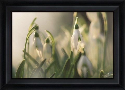 Framed Snowdrops Print