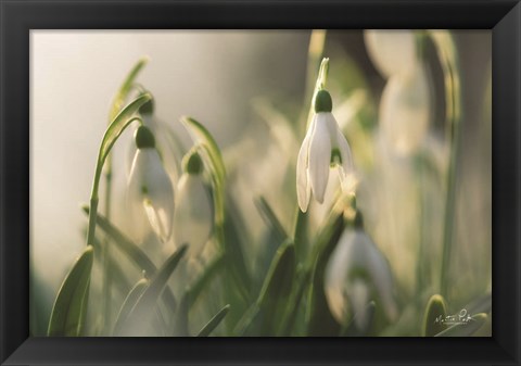 Framed Snowdrops Print